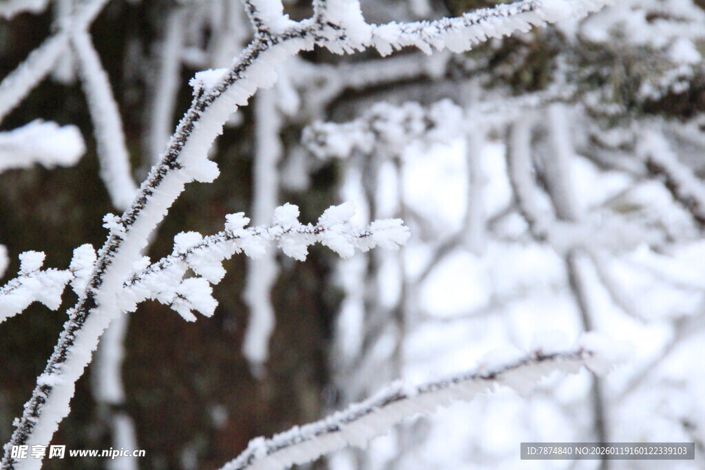枝头覆雪的冬日景象