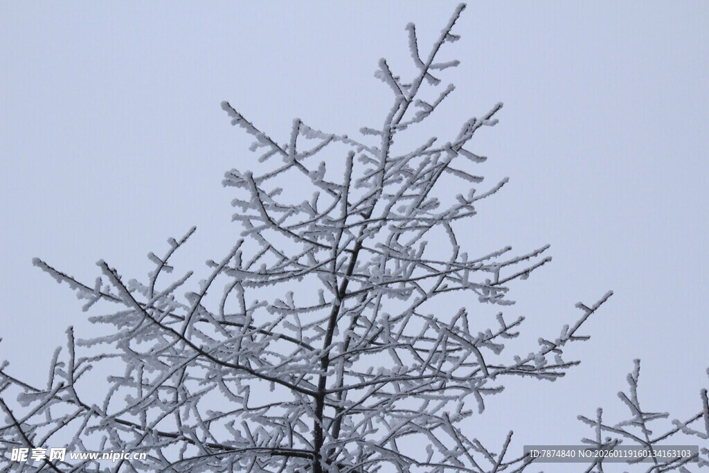 冬日银枝 尽显冰雪之美