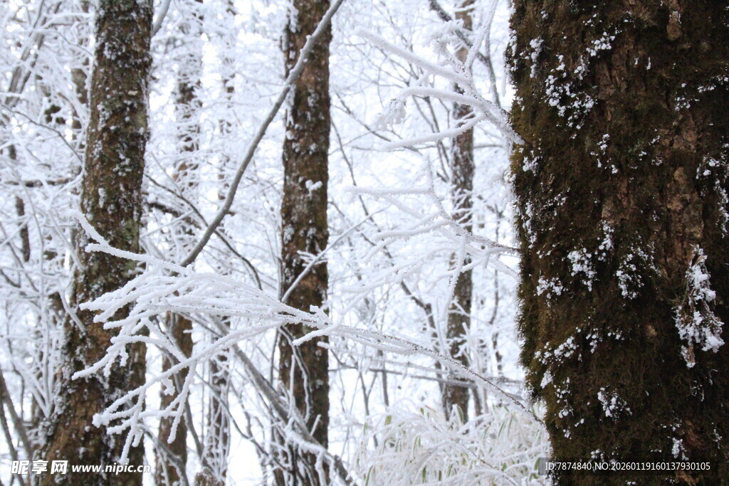 雪覆森林美景