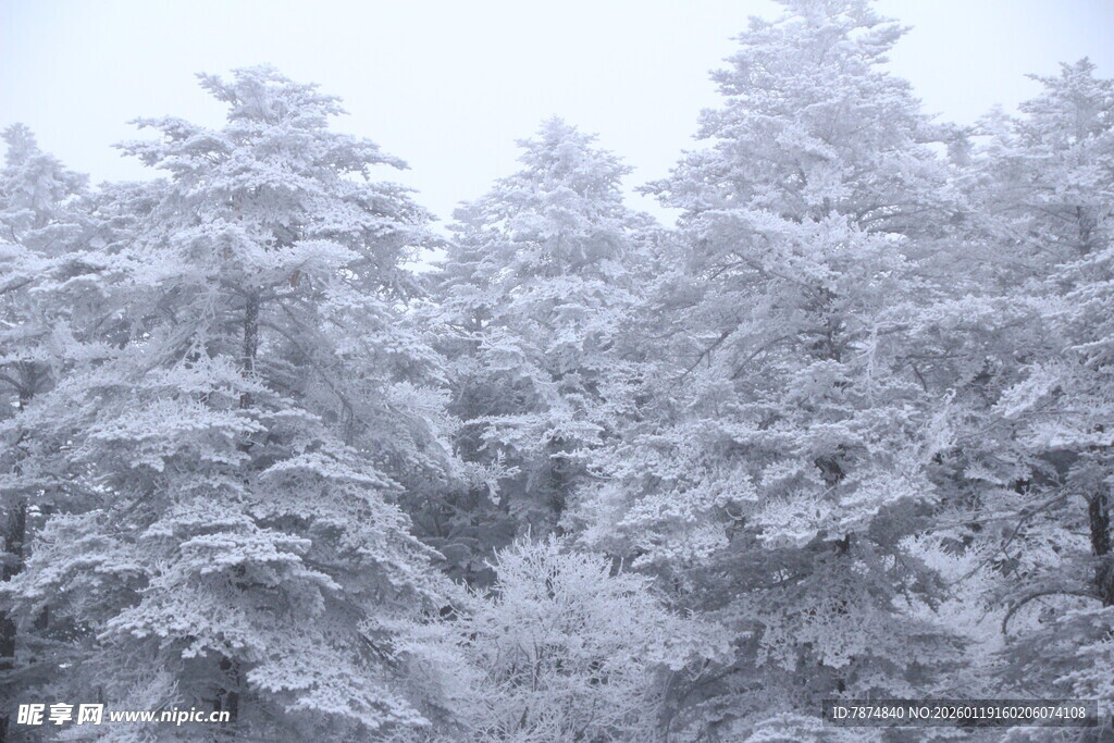 冬日雪景中的银白树林
