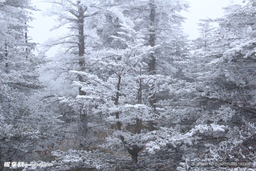 雪覆森林美景