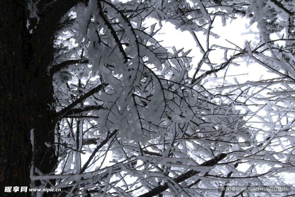 雪覆树枝的冬日景致