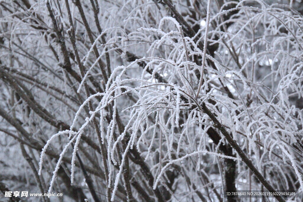 枝头覆冰 冬日冰雪美景