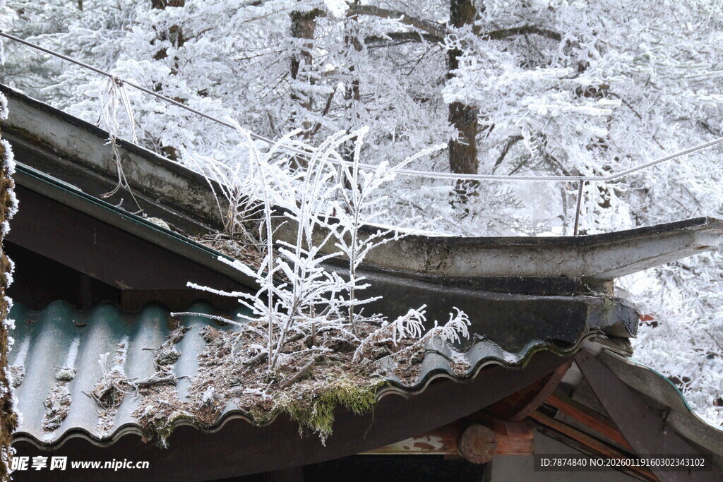 雪覆古建枝头景