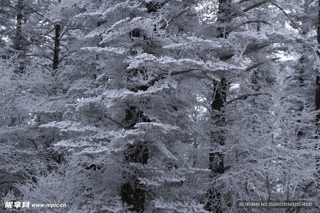 雪覆森林美景