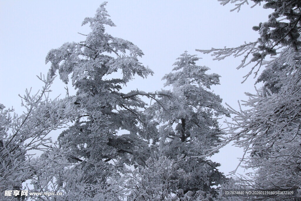 雪覆树木的冬日美景
