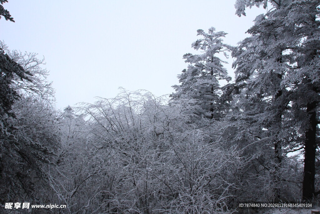 雪覆树林的冬日美景