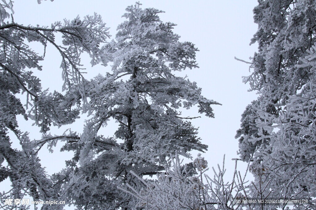 雪覆树木的冬日美景