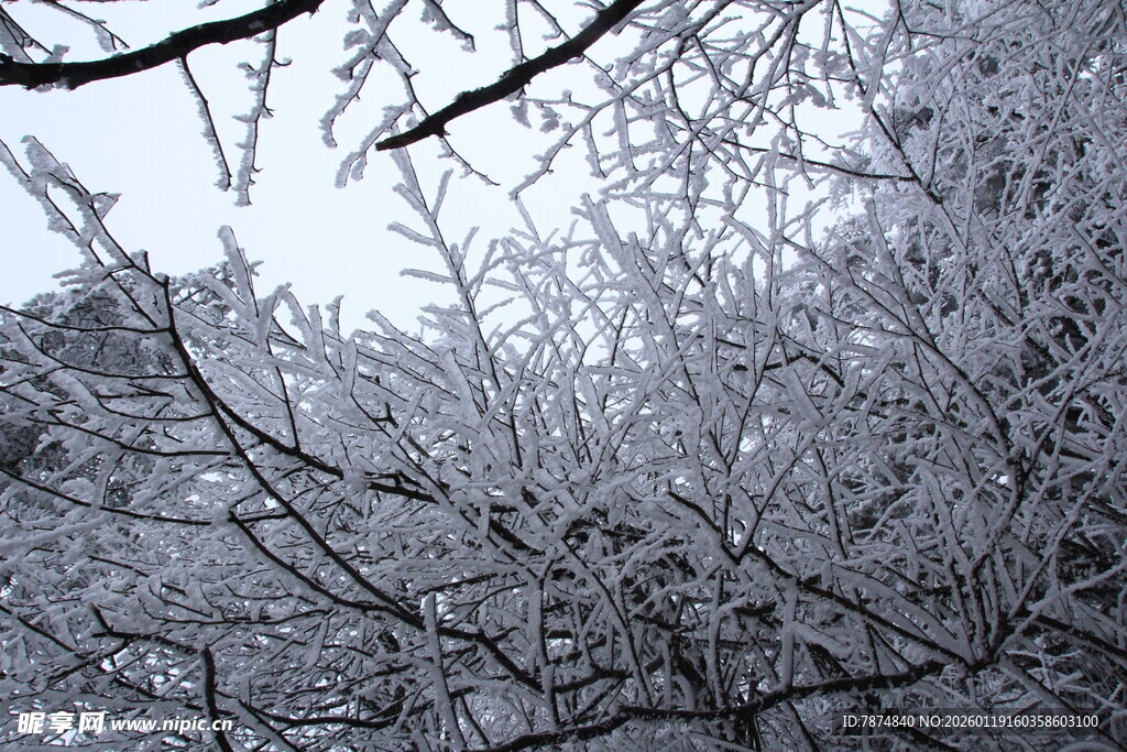 冰雪覆盖的树枝美景