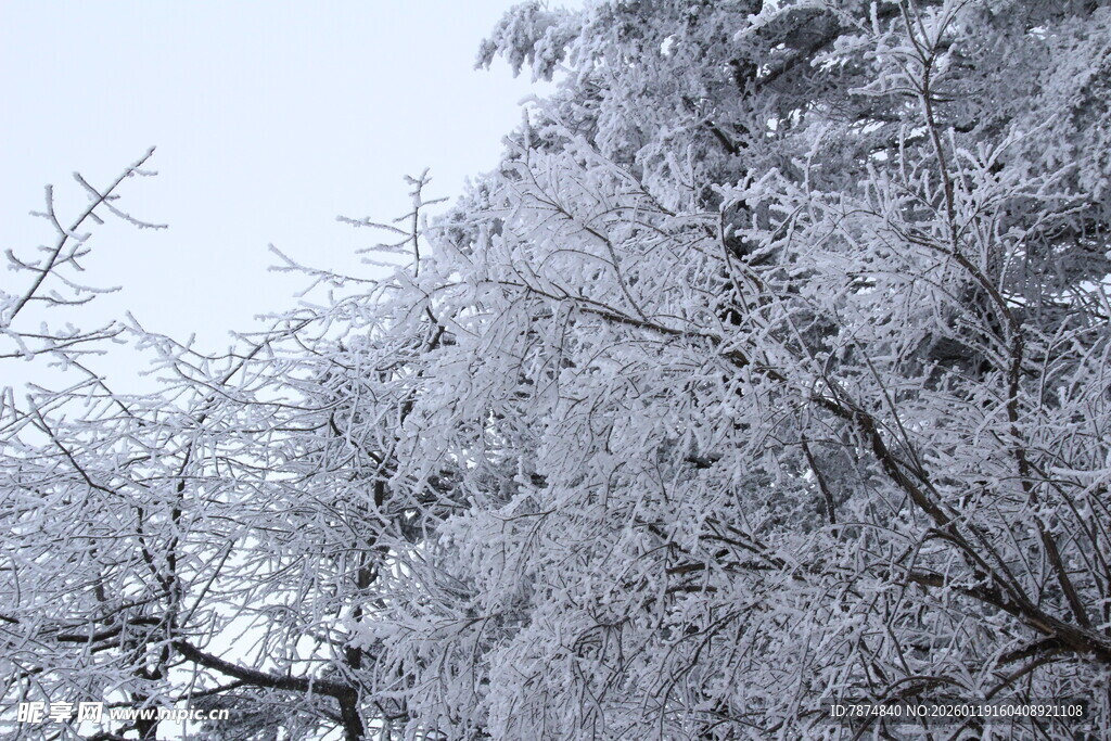 雪覆树木 冬日美景
