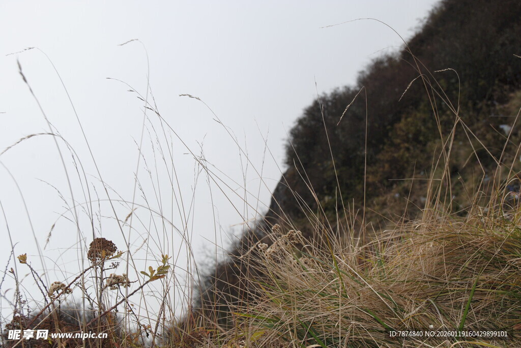 山坡上的枯黄野草