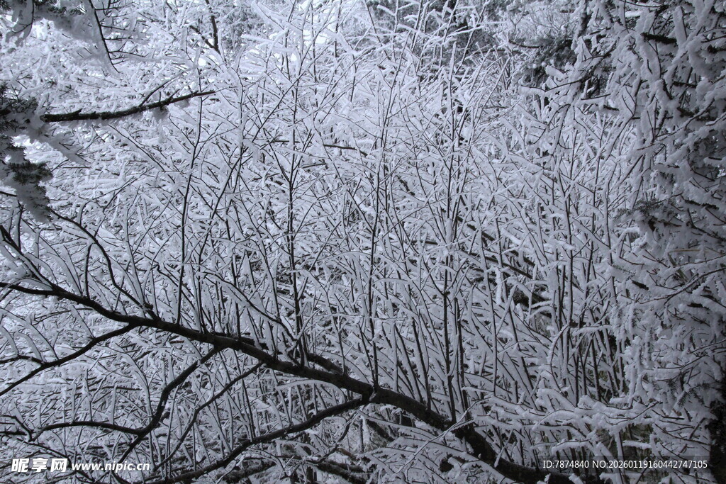 冬日覆雪树林景象