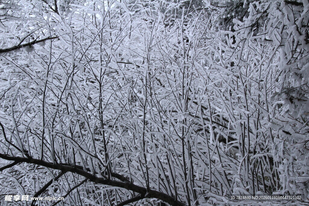 冬日银枝 冰雪覆林景