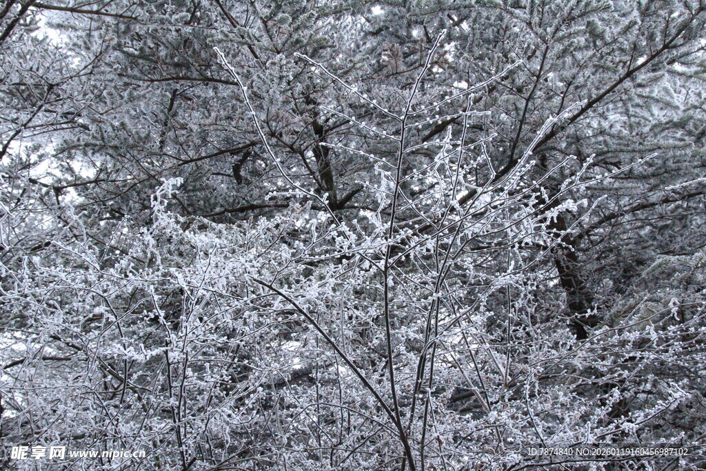 雪覆树枝的冬日景致