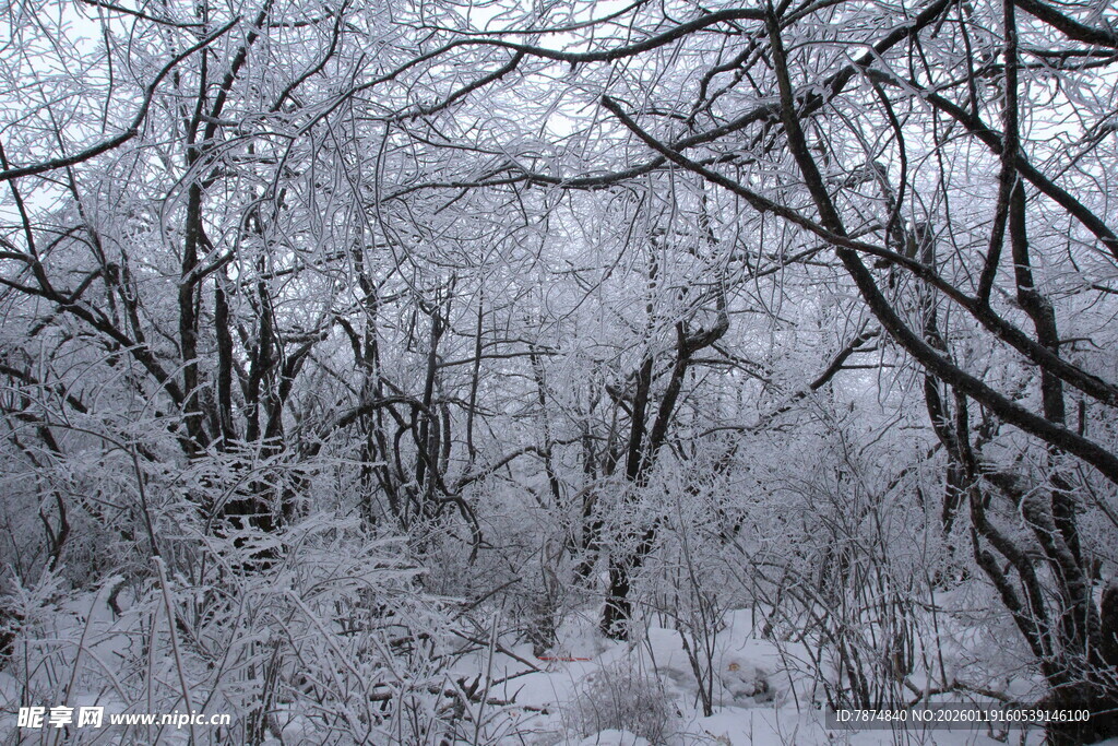 冬日雪覆树林美景