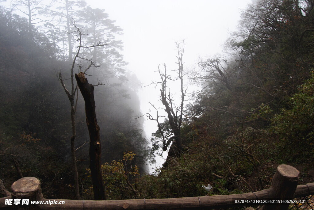山间雾景 枯木与葱郁植被