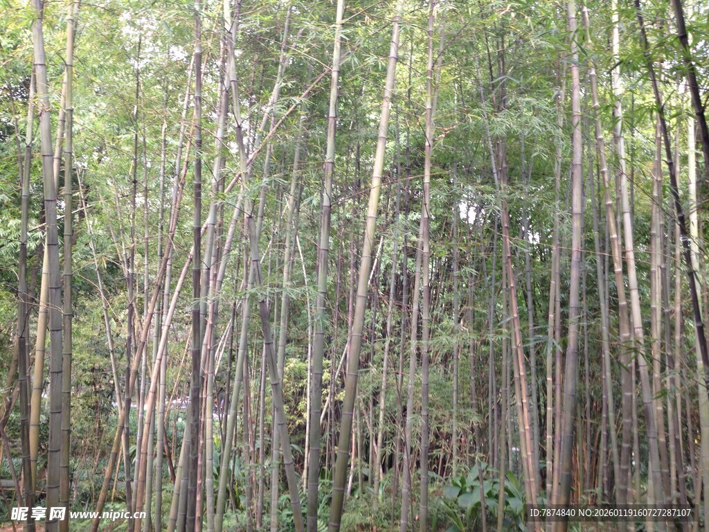 茂密竹林景观