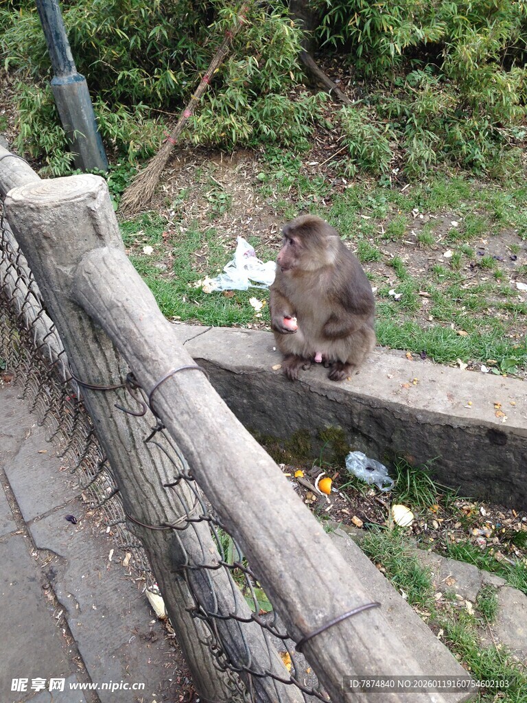 路边蹲坐的猴子