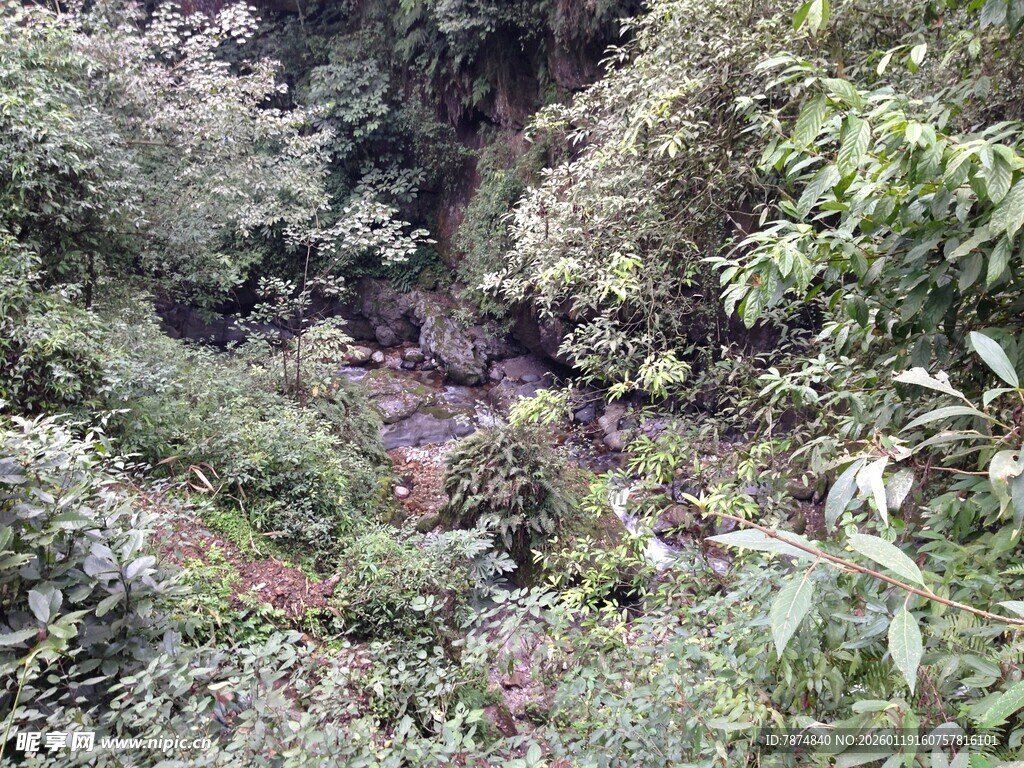 茂密丛林中的野生景象
