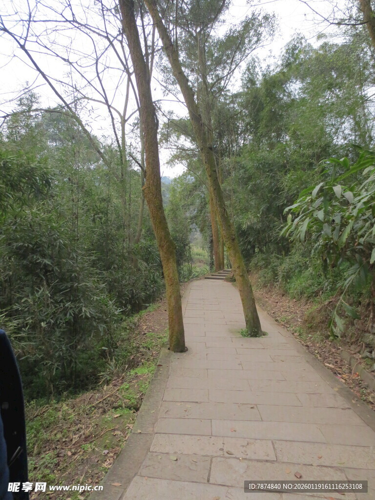 林间幽静步道