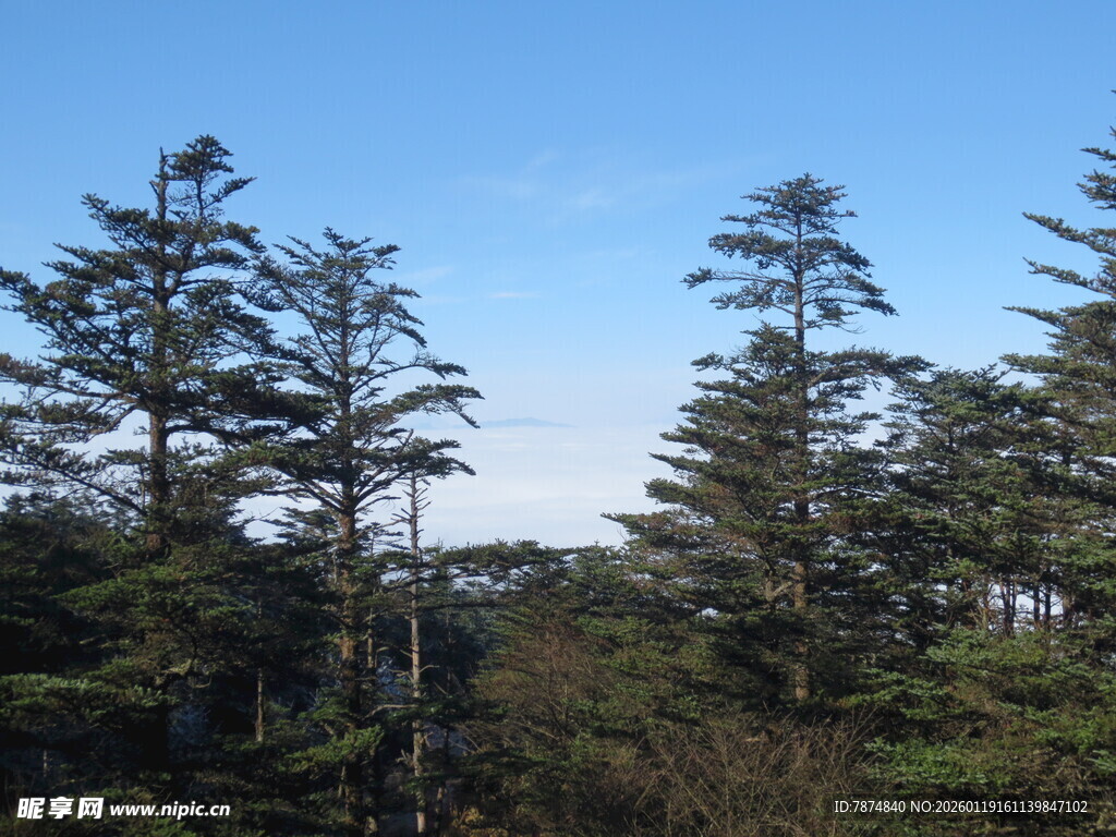 山林间挺拔的松树景观