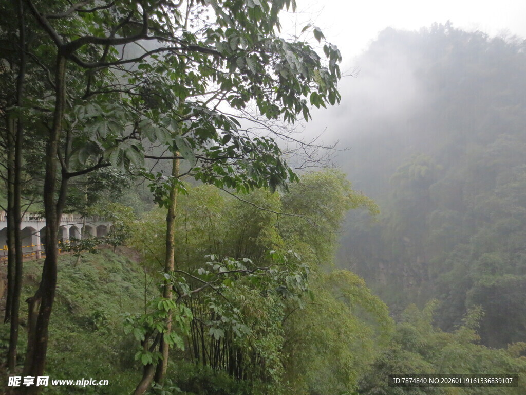 山间雾中竹林景色