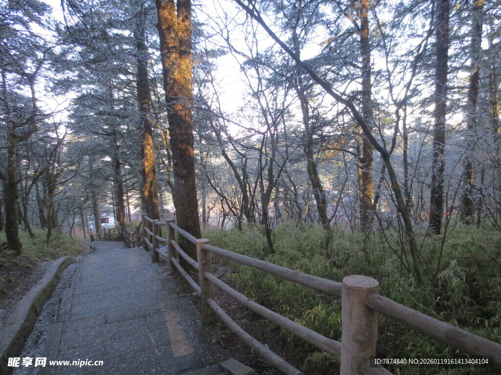 林间木栈道 静谧自然景