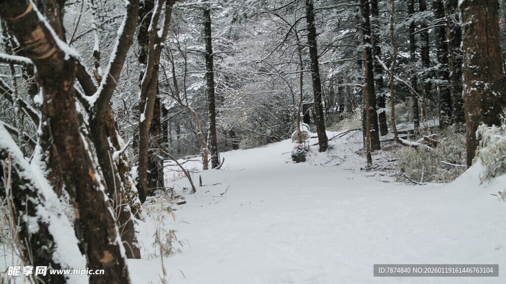 雪覆树林的静谧冬日小径