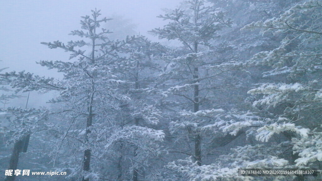 雪覆松林美景
