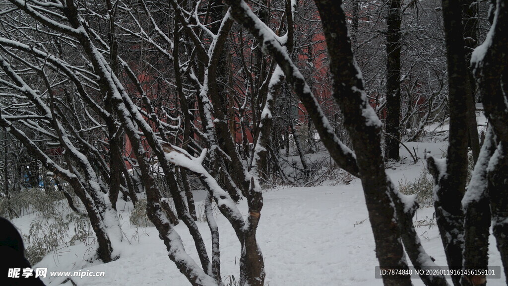 雪覆树林 冬日静谧景致