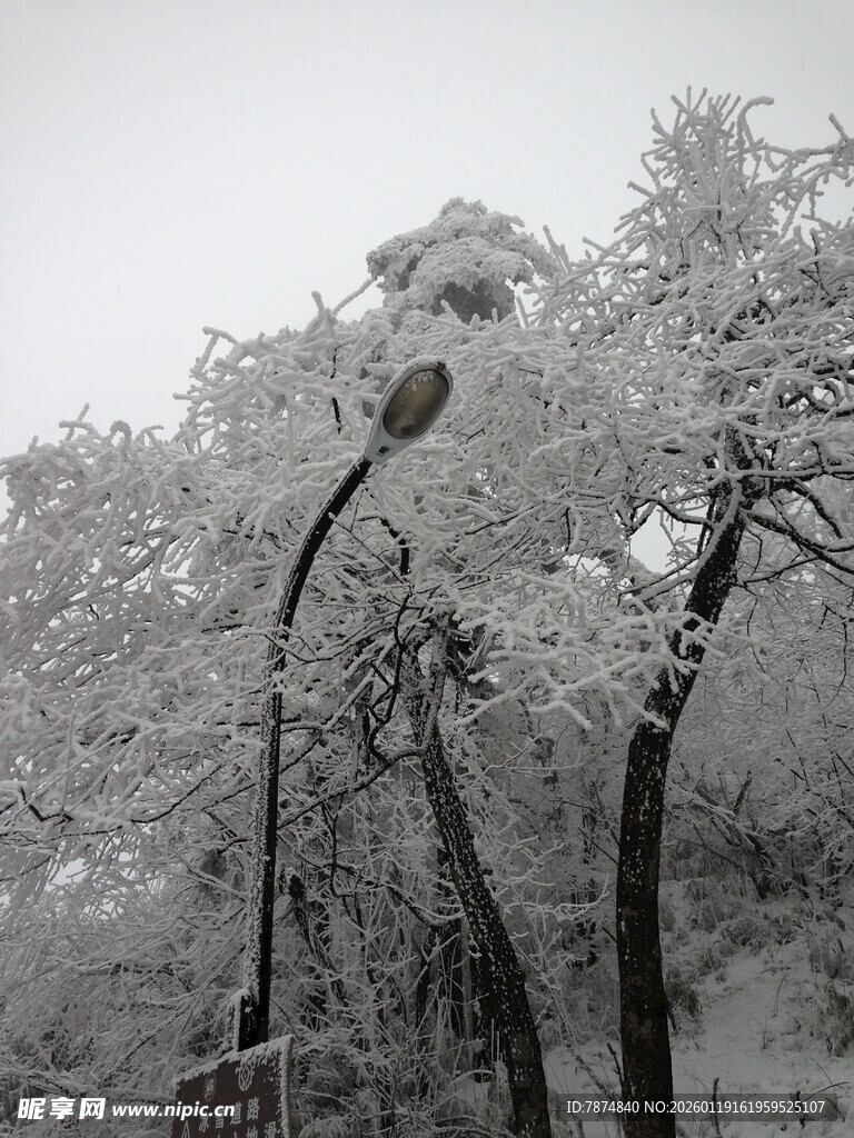 雪覆树木与路灯的景致