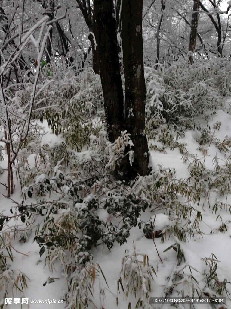 雪覆山林中的树木景象