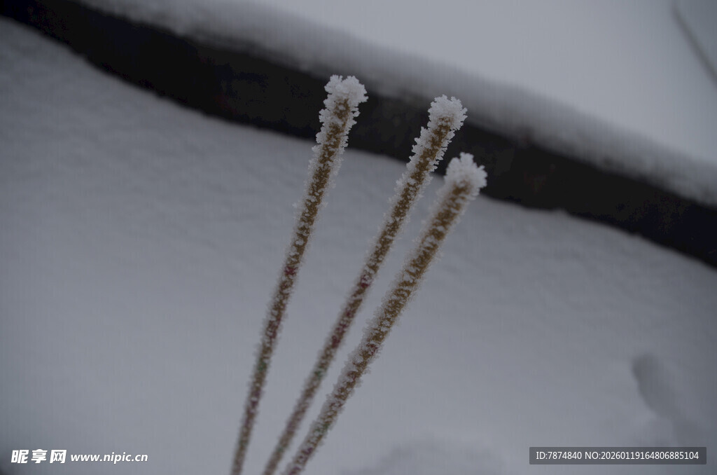 雪中挺立的覆雪植物