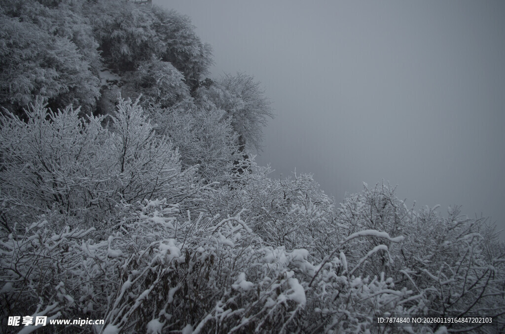 雾中雪覆植被景观