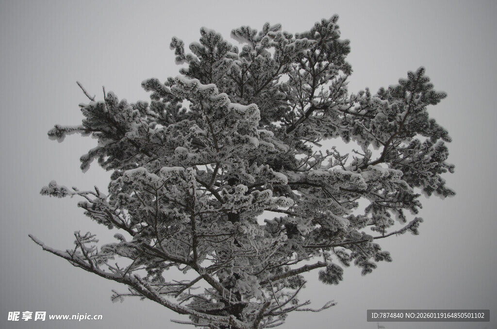 单棵树木的黑白特写