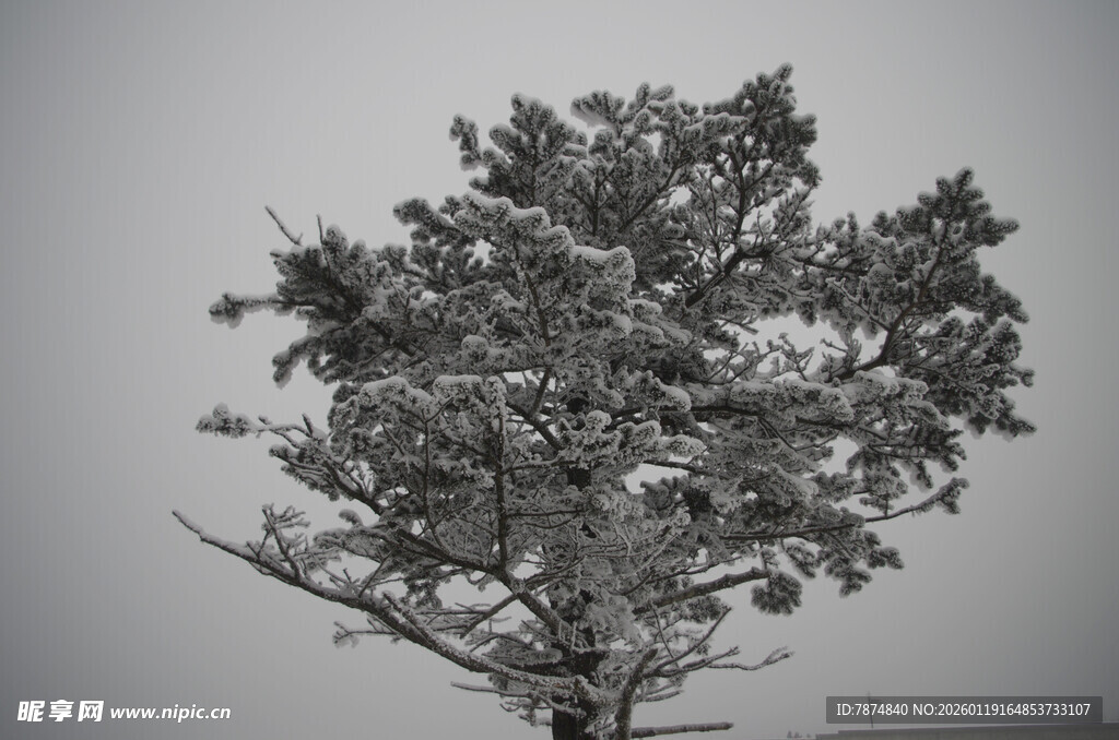 黑白风格的单棵树木景观