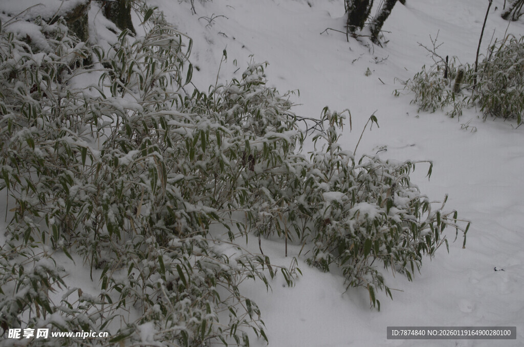 雪覆绿植景象