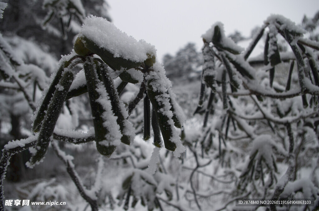 雪中自行车被藤蔓缠绕景象