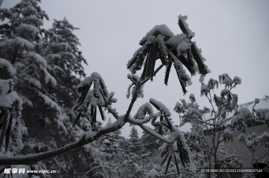 雪覆枝头 冬日植物景致