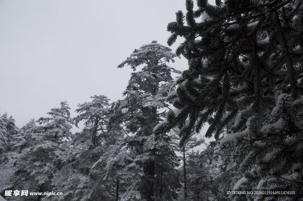 雪覆松林美景