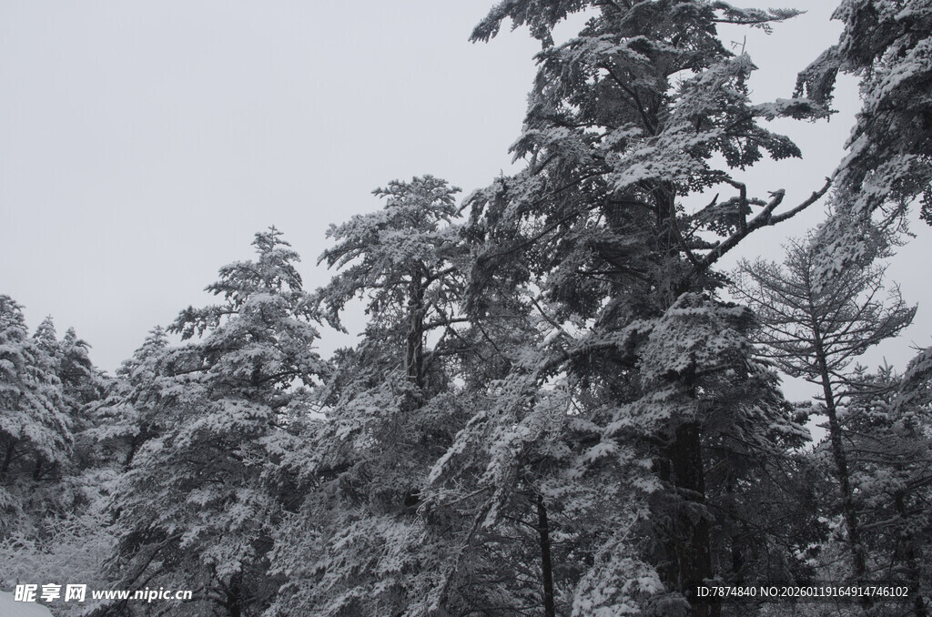 雪覆松林美景