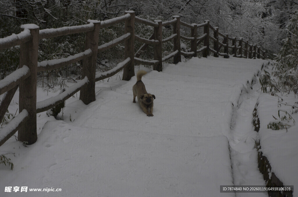 雪中小径上的动物身影
