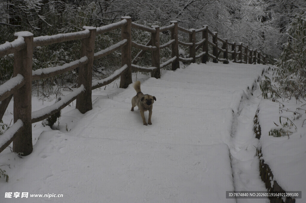 雪中小径上的灵动小鹿