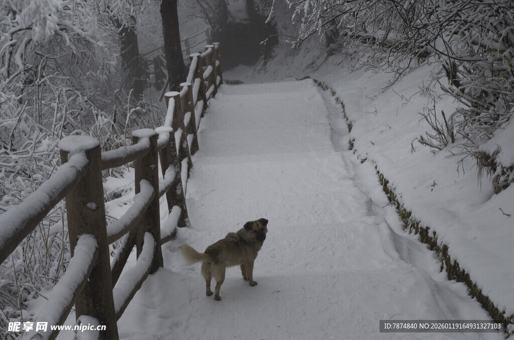 雪中小径上独行的狗狗