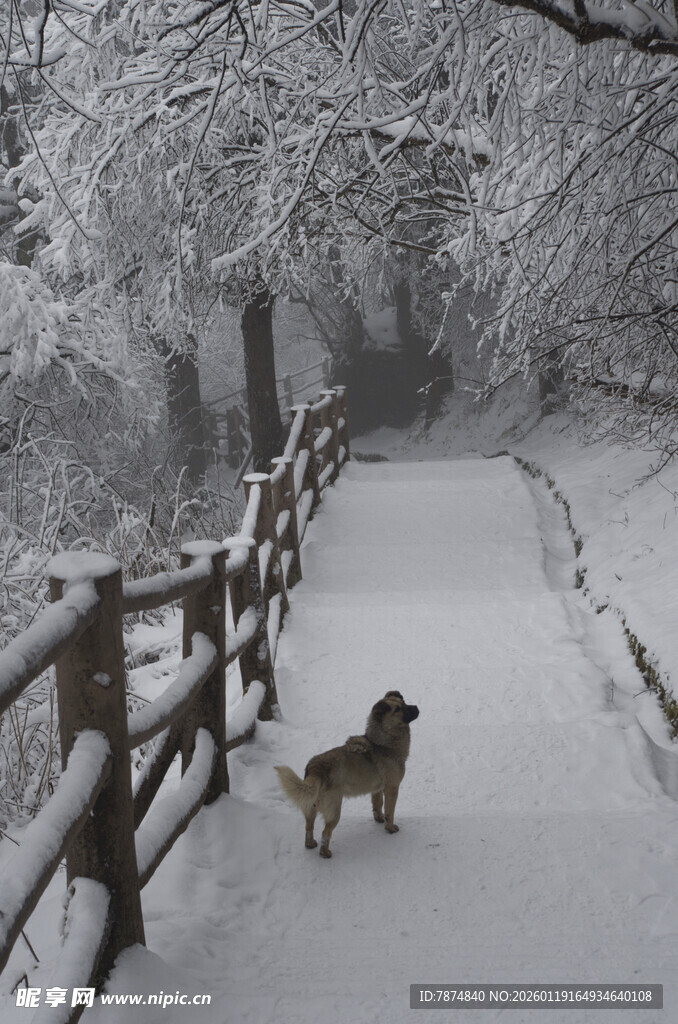 雪中小径上的狗狗