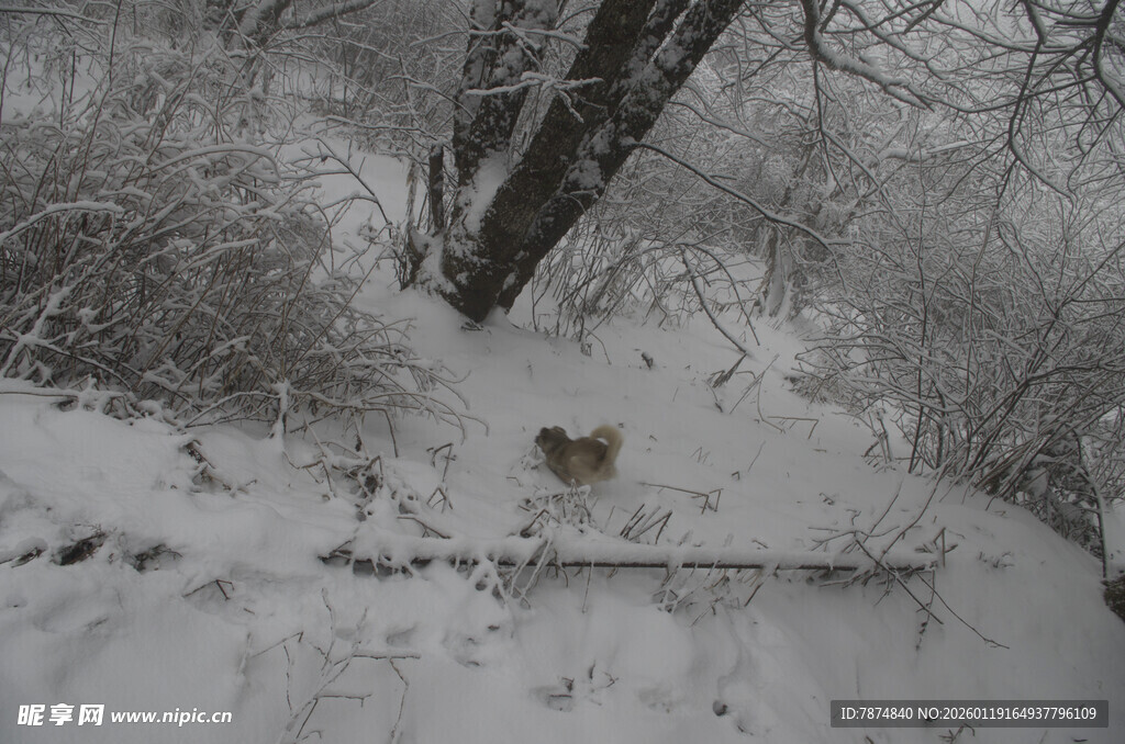 雪地中觅食的小鸟