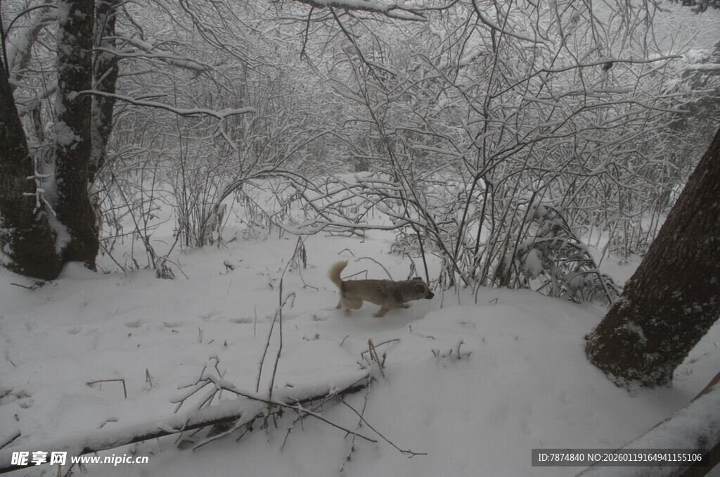 雪地中漫步的小鹿