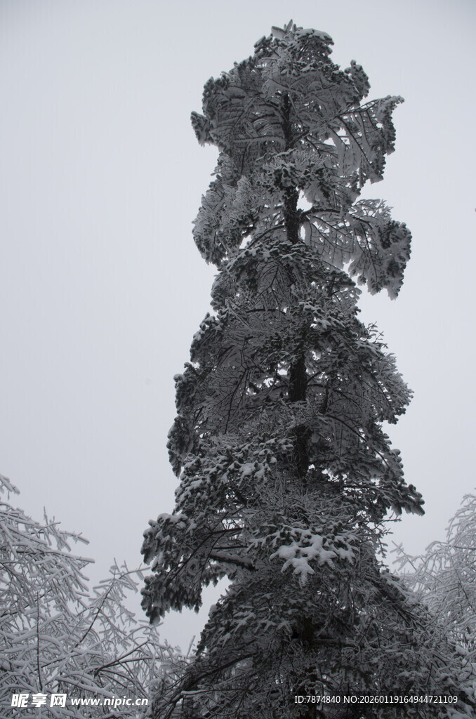 雪覆孤树 尽显冬日静谧