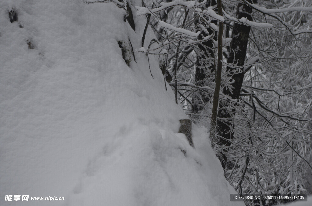 雪覆山坡与树木景象