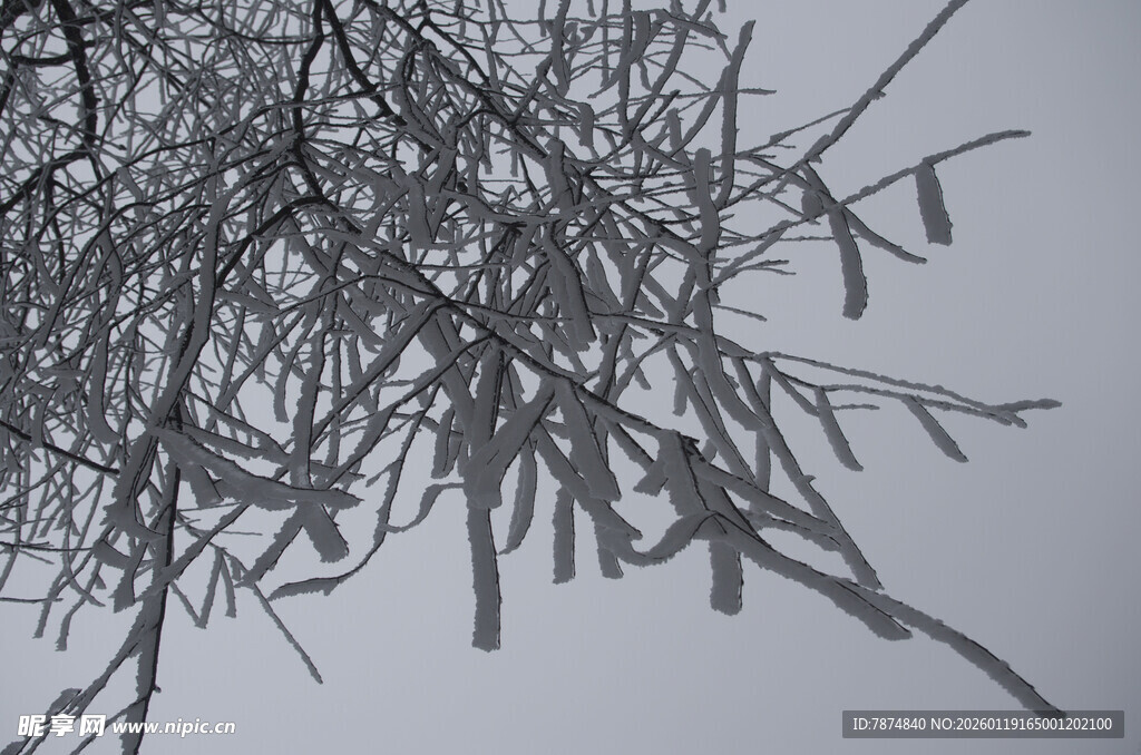 冬日枝头冰凌垂挂